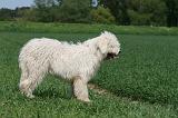 KOMONDOR 004